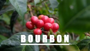 cà phê Bourbon