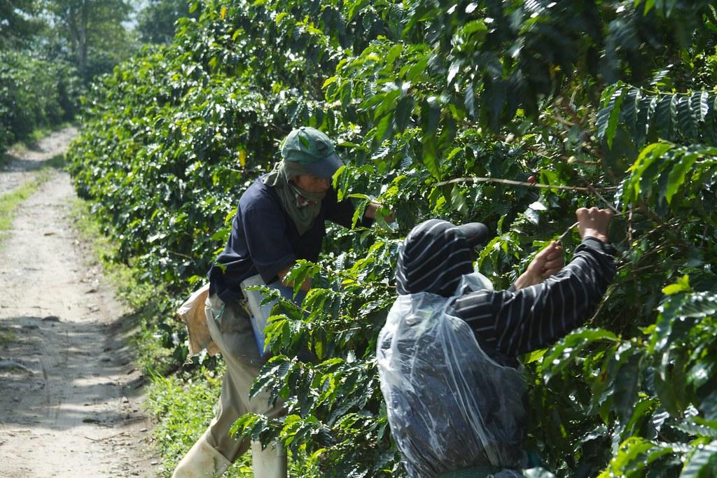 Supporting Small-Scale Coffee Producers Through Uncertain Times